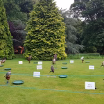 Falconry Experience