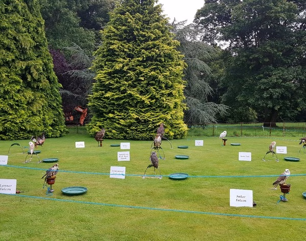 Falconry Experience
