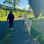 Alpaca walking on the grounds of Glenpark Estate